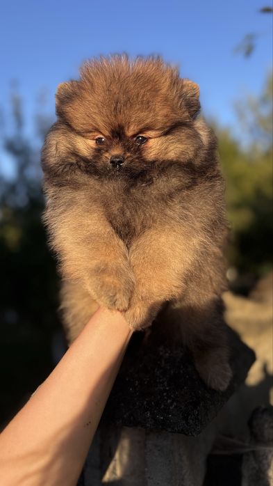 Яскраве цуценя померанського шпіца