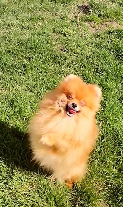 Сука Померанского той шпица 1.5 года