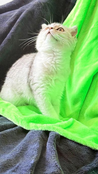 Macho  Scottish fold