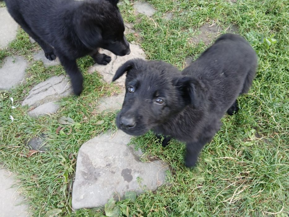 Продаються чистокровні песики