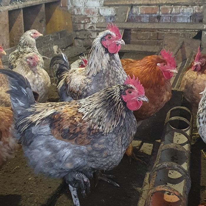 Продам 11 месячных петухов