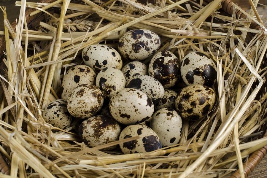 Домашні перепелині яйця