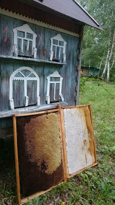Пасіка в лісі, Бджолопавільйони, вулики, бджоли, вагончик