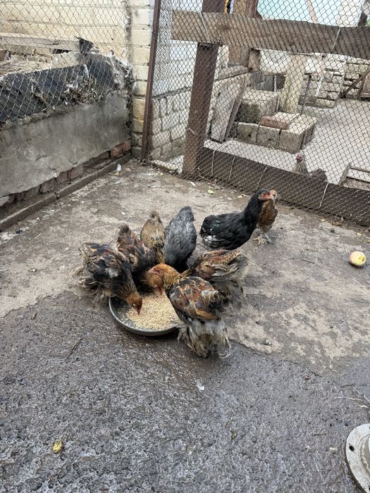 Продою курей Брама(семья) есть молодняк.