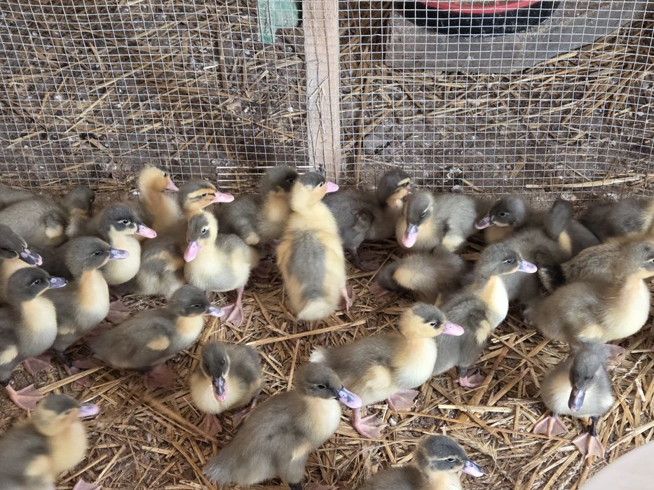 Kaczki pekin maximus niebieski