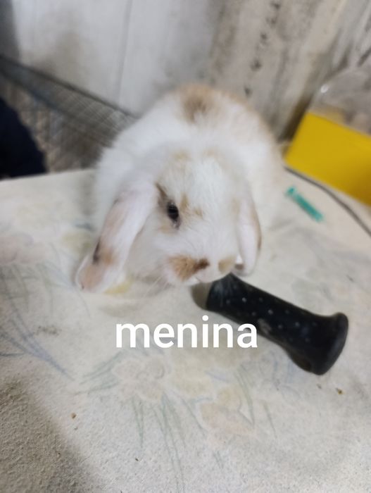 Disponível para entrega imediata