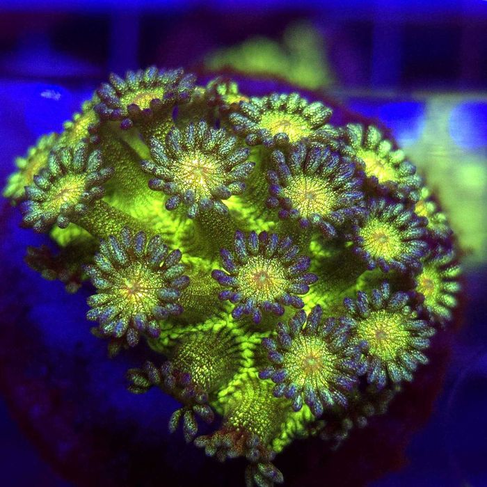 Goniopora Glitter Bomb – FRAG Kingdom of Corals - koralowce