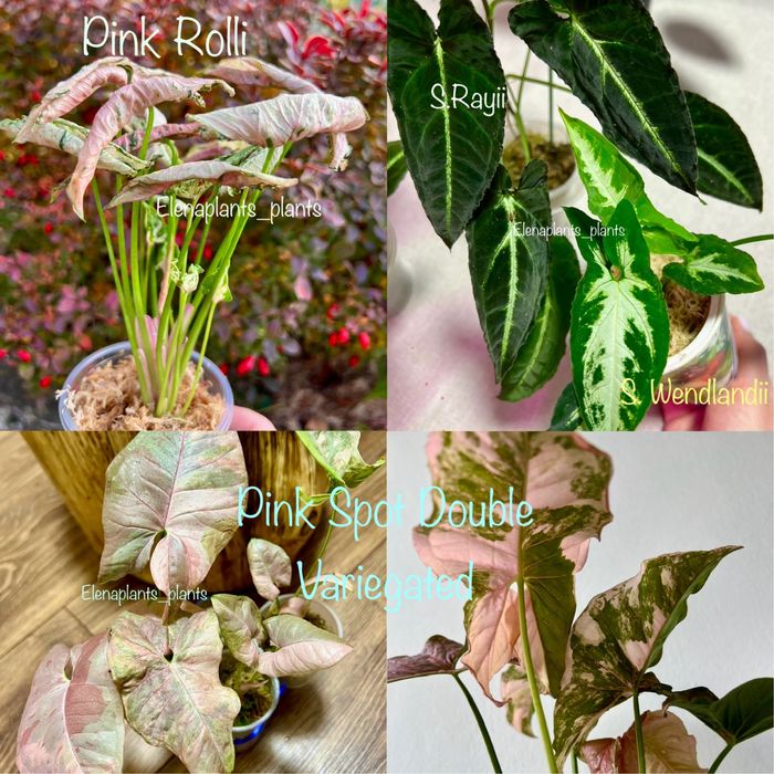 Сингониум Batik variegated, Dark Purple, Orm Nagpum, Oregano, Rayii