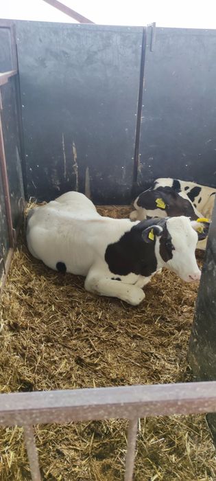 Реалізуємо телят