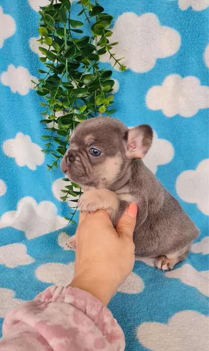 Excelente  blue tan Bulldog/Bouledogue Frances de Qualidade