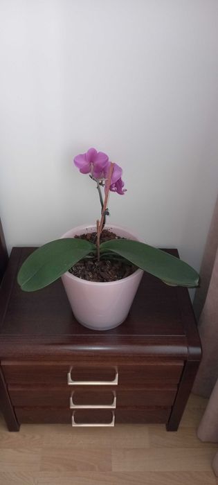 Орхидея лиловая маленькая