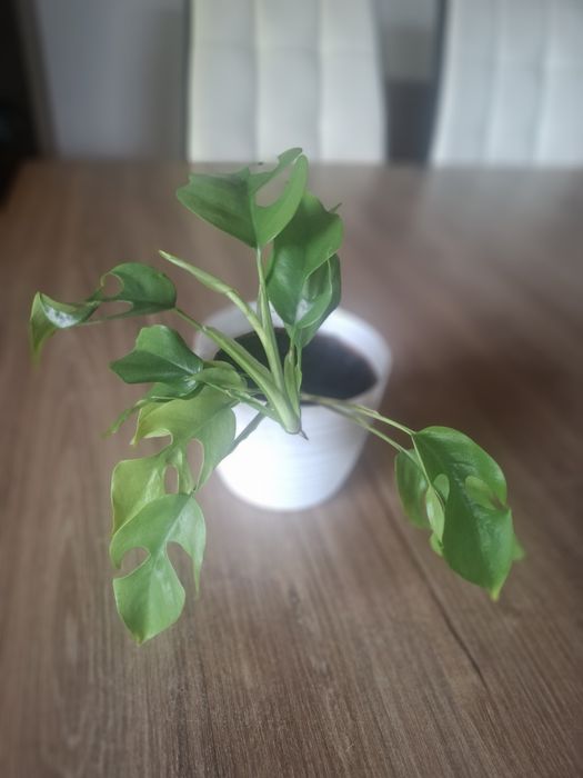 Monstera minima  1