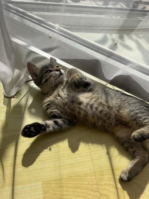 Віддам кошеняток в добрі руки