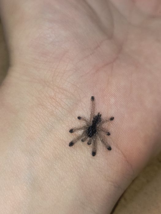 Pająk ptasznik Avicularia juruensis (ex. Peru purple) L1