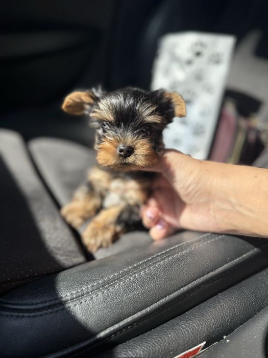 Йорк терєр цуцик