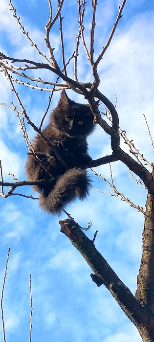Зникли домашні  кошенята (вік ~5міс.)