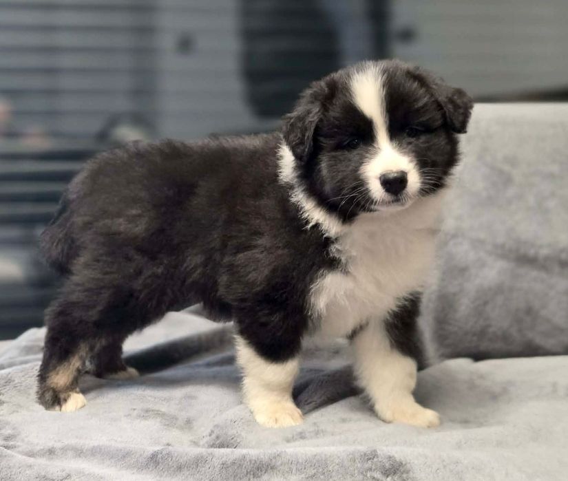 Owczarek australijski suczka