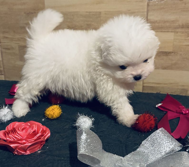 Spitz .anao .lulu da pomerania femea