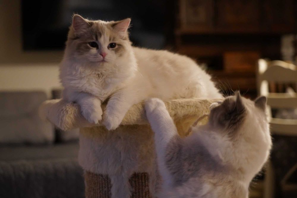 Kotka Ragdoll z rodowodem