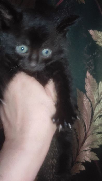 Котята за дякую !