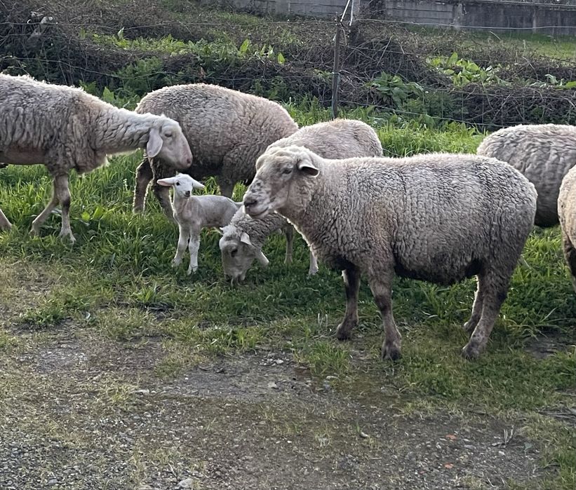 Ovelhas prenhas e paridas  e carneiro reprodutor