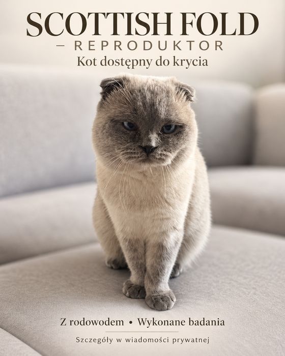 Scottish Fold – kot reproduktor z rodowodem, po badaniach