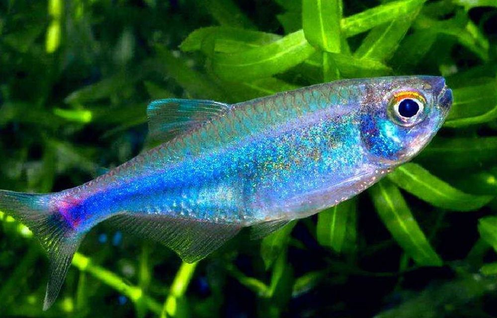 GB Tetra niebieska, Maranka niebieska - dowóz ryb!