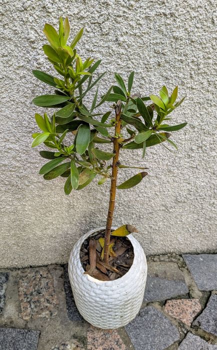 Plantas , catos, suculentas, protea, leucadendro
