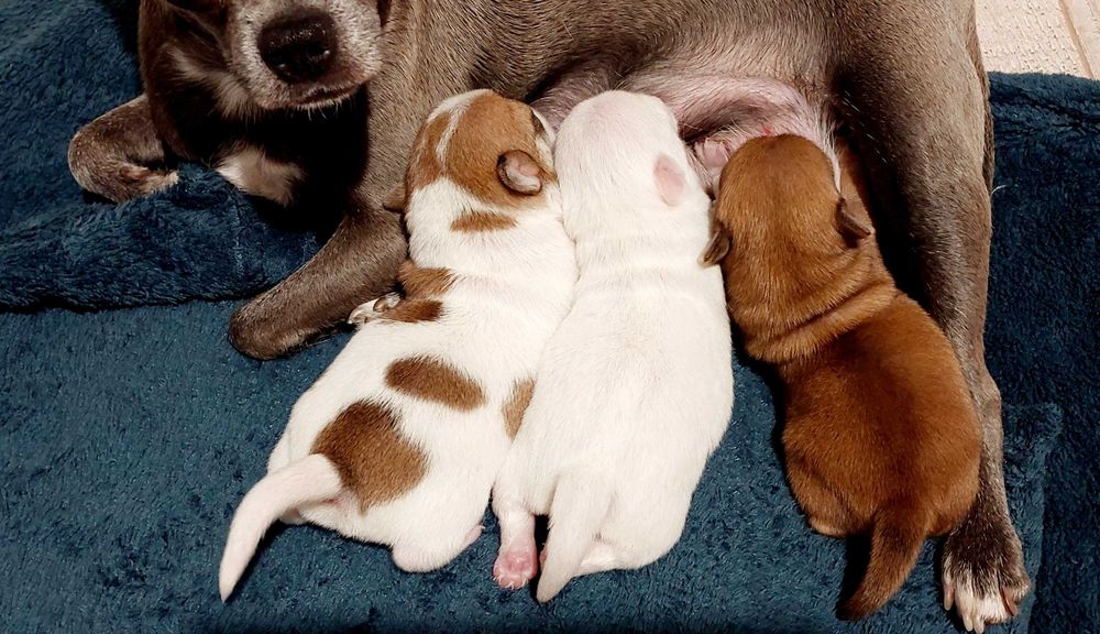 Wyjątkowy piesek chihuahua w łatki