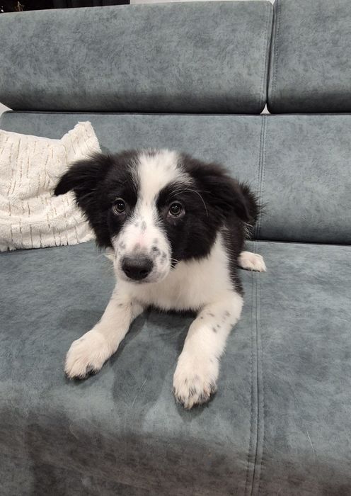 Piesek Border Collie