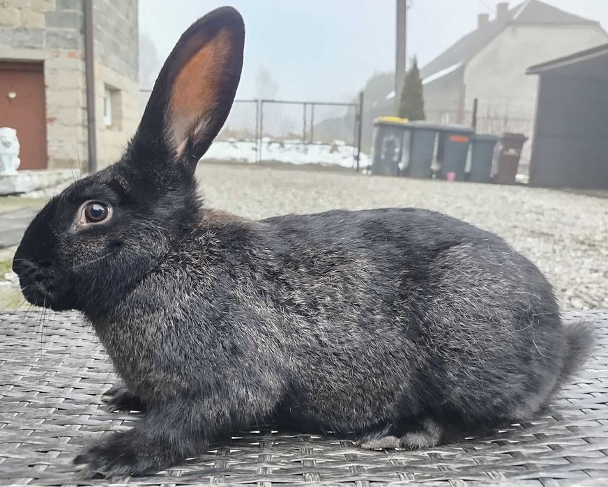 Sprzedam króliki Samce