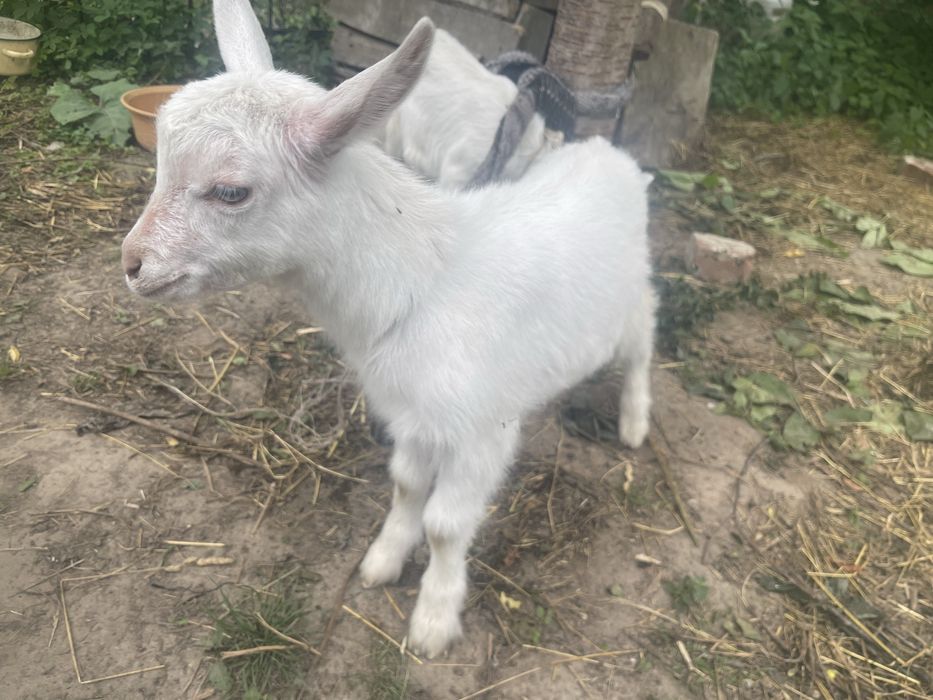 Продам козенята
