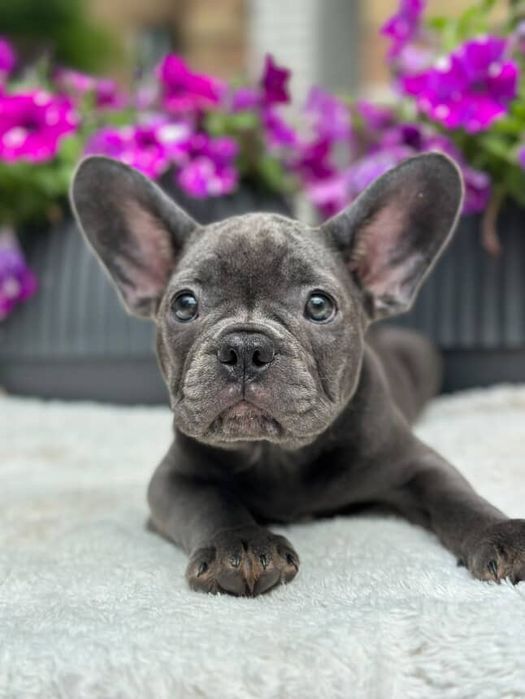 Щенки французского бульдога