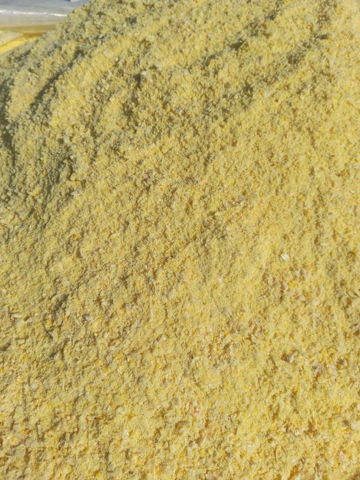 Kukurydza mielona ccm zbiór 2025