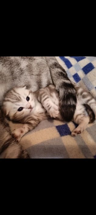 Шотландське вісловухе кошеня