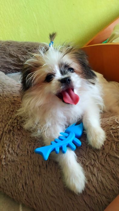 Кавалер шукає своє кохання