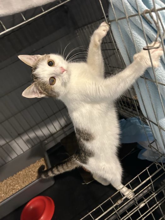 Piekne mlode kotki szukaja domu