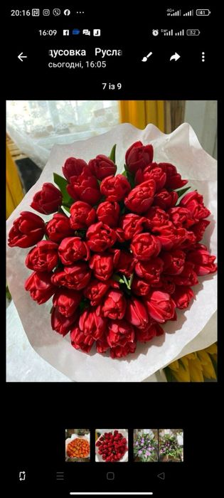 Тюльпани Україна та Голандія