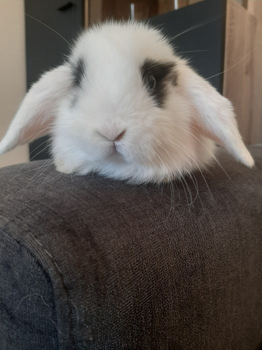 Króliki baranek miniaturka karzełek mini lop. Cena CAŁKOWITA.