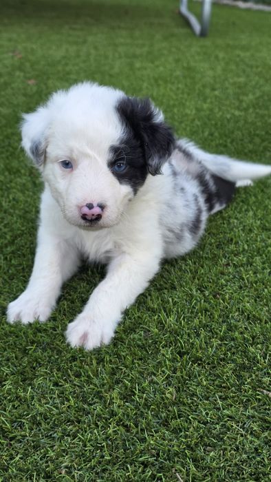 Border Collie Blue Merle Fêmea (olhos azuis)
