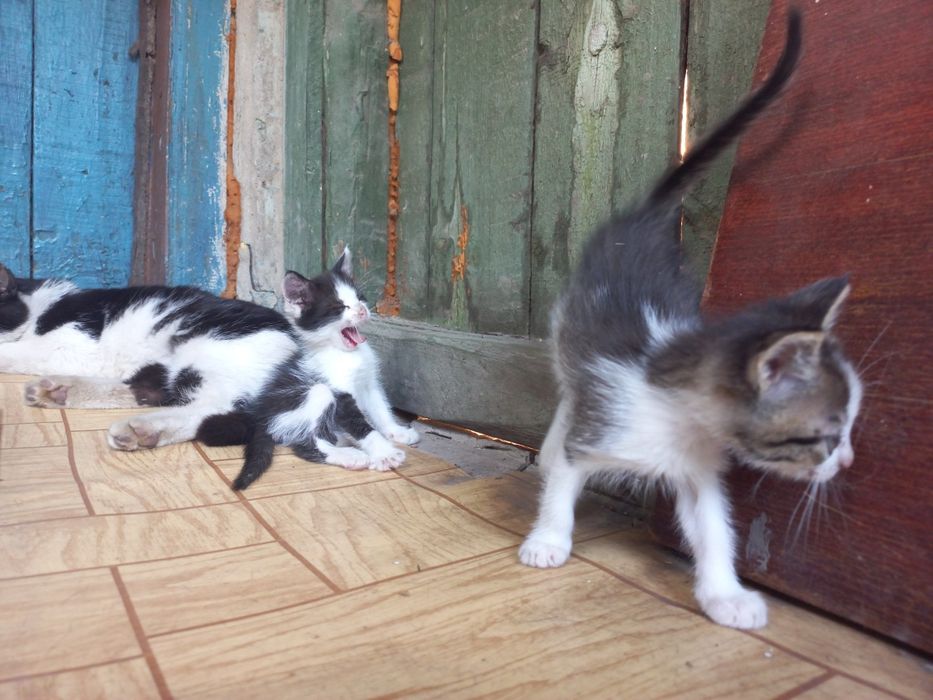 Котята. Кошенята