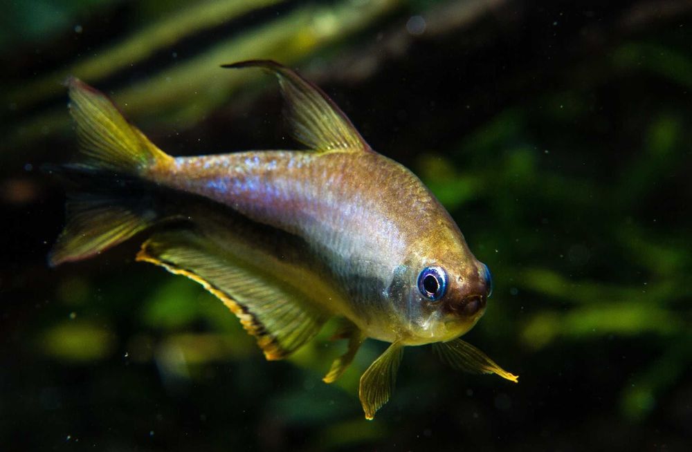 Tetra cesarska - Nematobrycon palmeri - dowozimy, wysyłamy