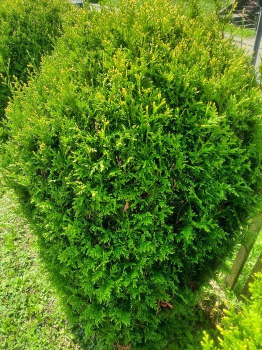 Oddam tuje za wykopanie Oświęcim