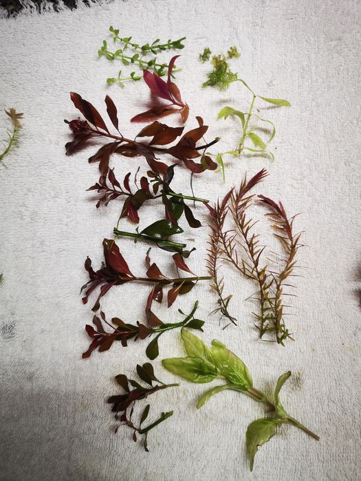 Podas de Plantas Aquário