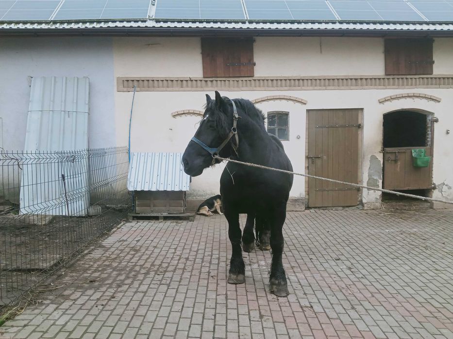 Ogier GAJAR sprzedam/zamienię