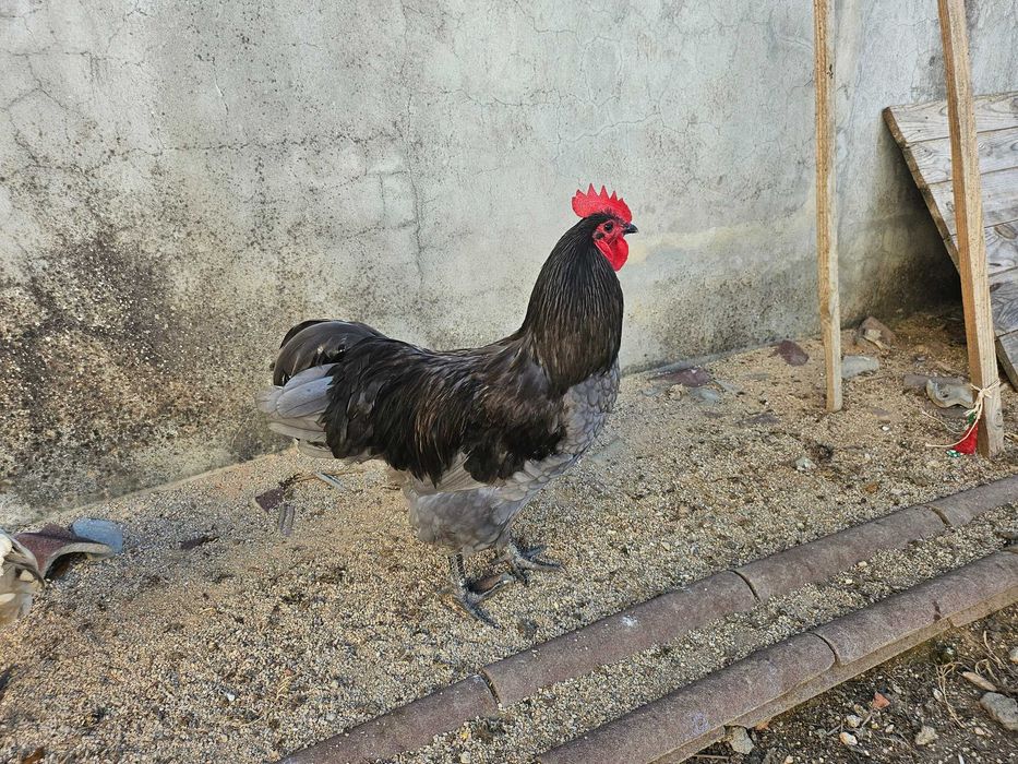 Casal Azul Australorp