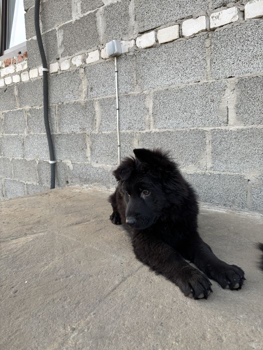 Чорна німецька вівчарка довгошерста