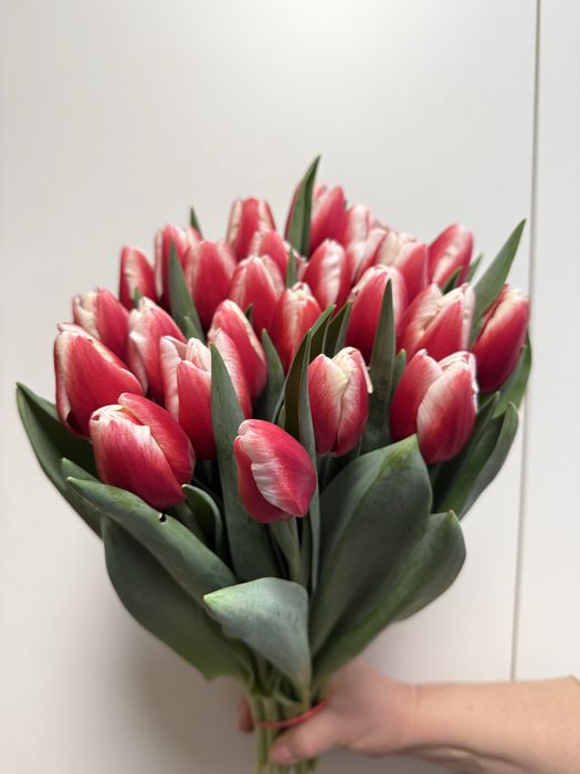 ТЮЛЬПАНИ Оптом та  Роздріб на 8 Березня!