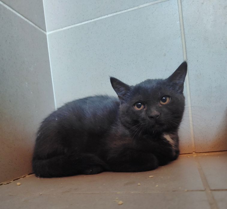 Kotek czarny do adopcji