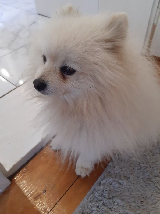 Шпіц Померанський